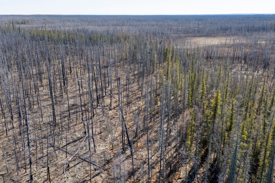 A burn area near Kakisa in April 2024. Ollie Williams/Cabin Radio