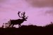 GNWT seeking feedback on highway construction practices for caribou