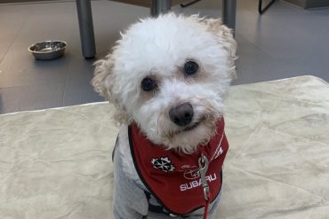 A therapy dog in Yellowknife. Photo: St John Ambulance
