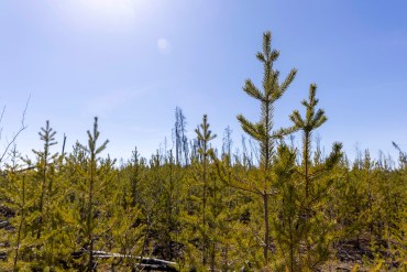 Young trees along Highway 5 in the spring of 2024. Ollie Williams/Cabin Radio