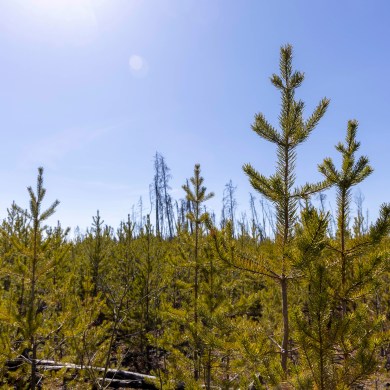 Young trees along Highway 5 in the spring of 2024. Ollie Williams/Cabin Radio