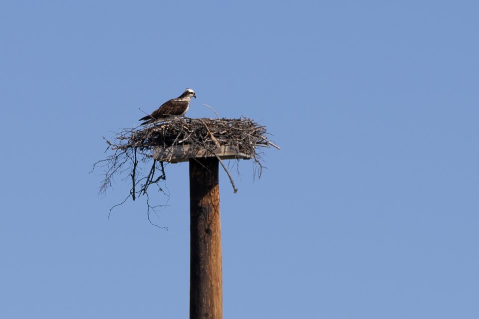 An osprey. Ollie Williams/Cabin Radio
