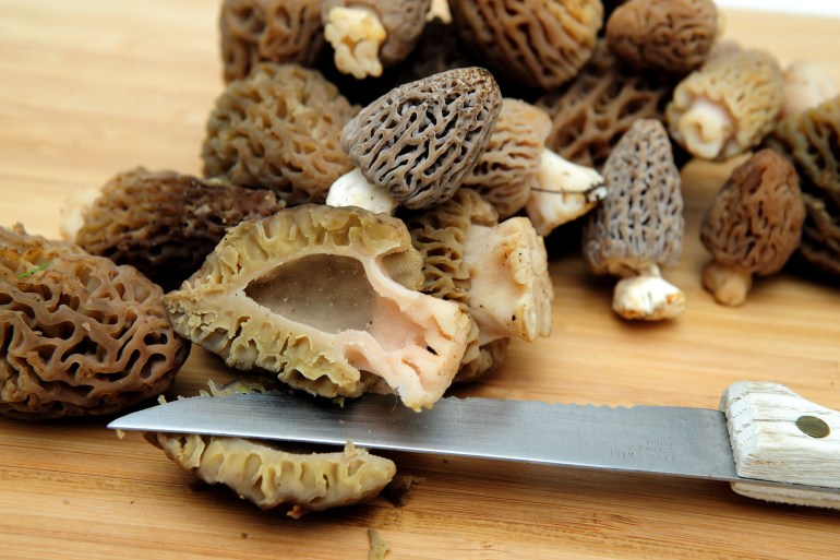 Morel mushrooms being prepared. Bendicks/Dreamstime