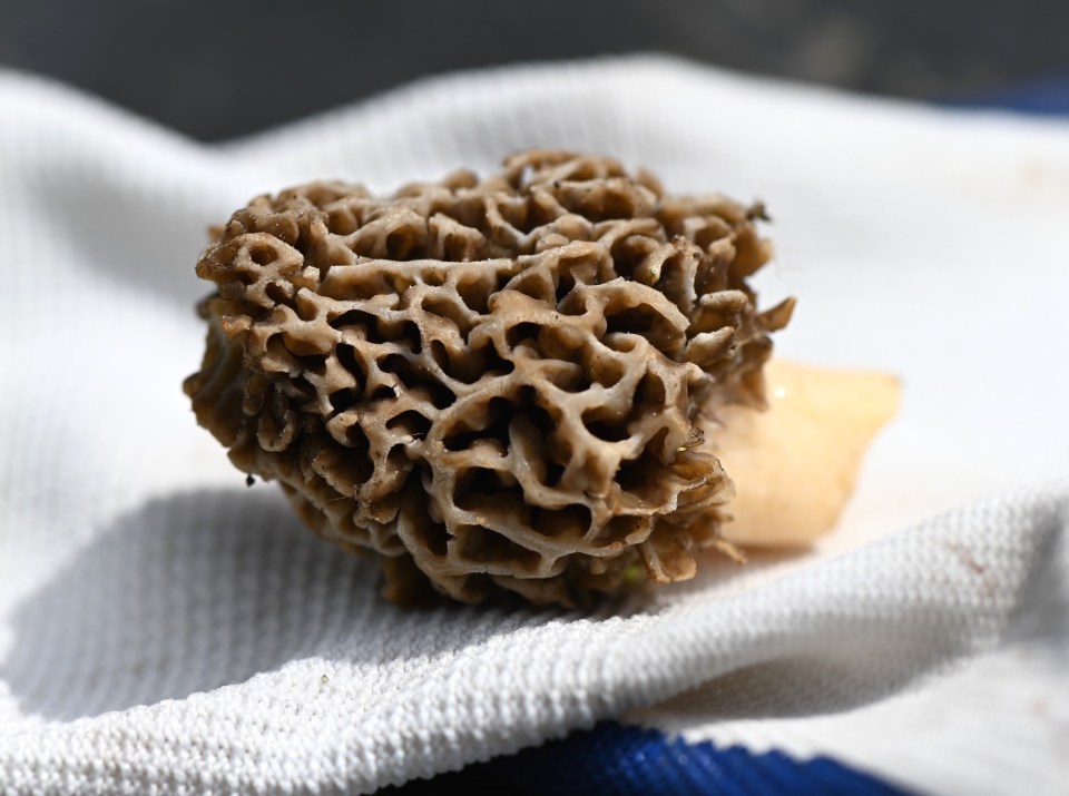A morel mushroom. Julie Feinstein/Dreamstime