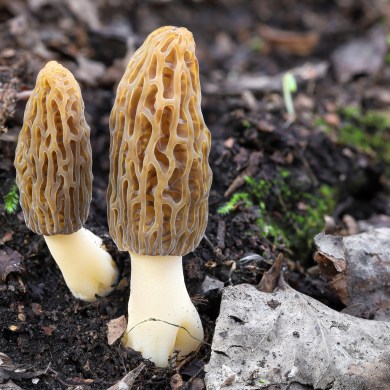 Morel mushrooms. Jm73/Dreamstime
