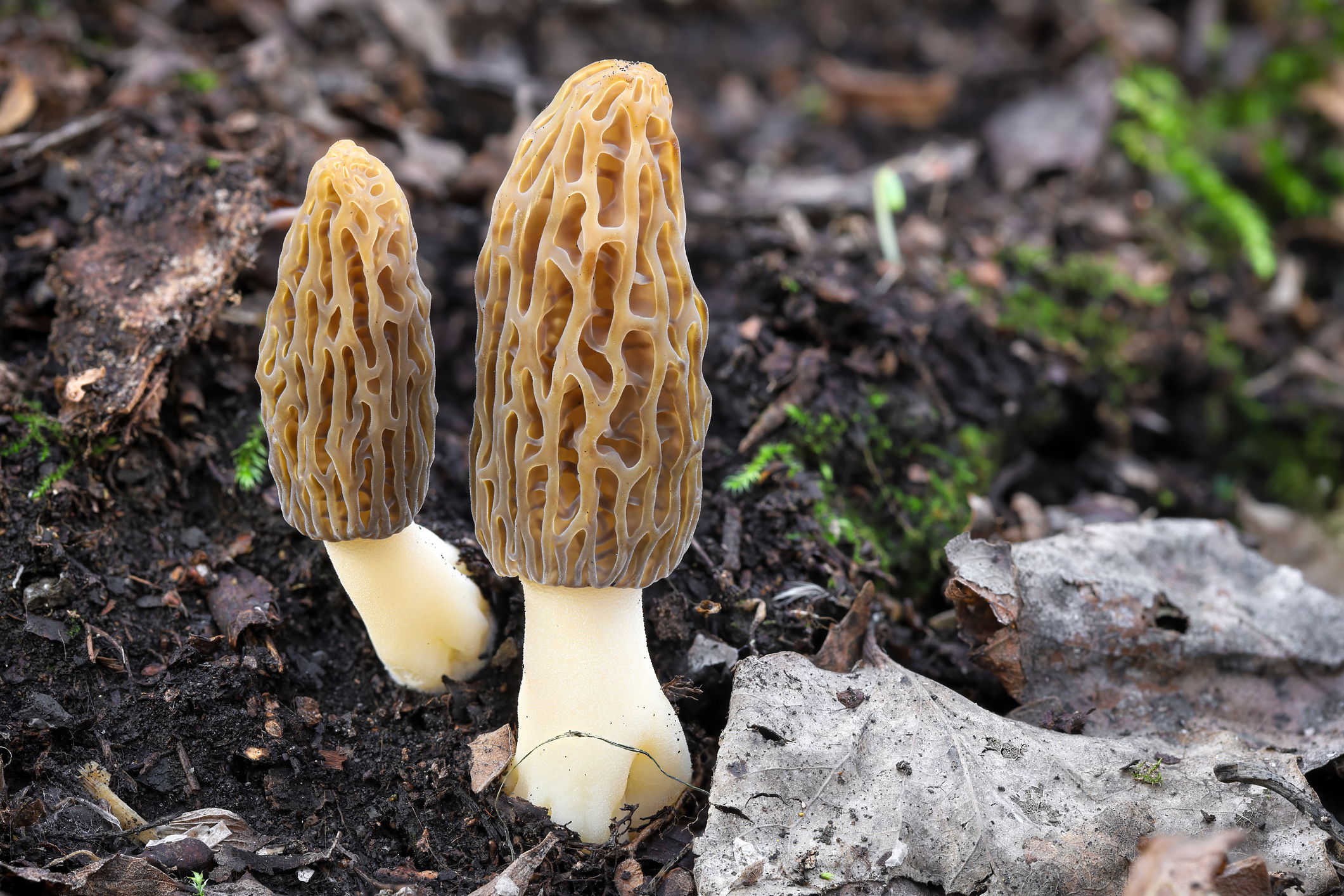 Morel mushrooms. Jm73/Dreamstime