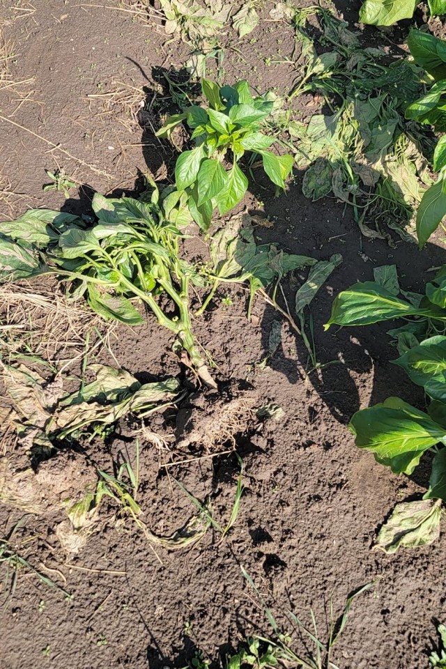 Uprooted plants destroyed local produce at Fort Smith's community garden. Photo: Trent Stokes
