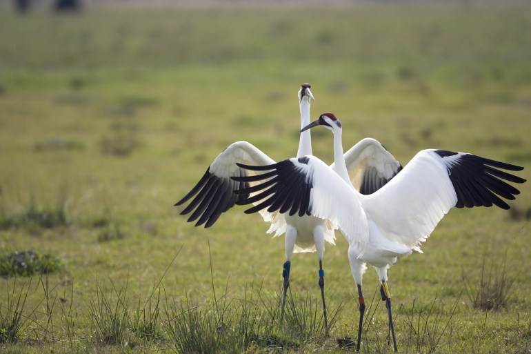 Whooping cranes. Norman Bateman/Dreamstime