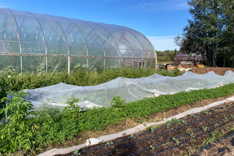 Sambaa K'e's garden and greenhouse. Photo: Kathryn Scott