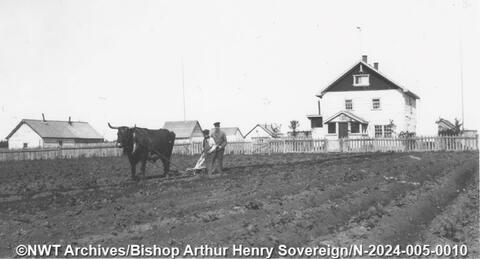 A man and boy next to an ox ploughing a field at the Anglican Mission at the Kátł’odeeche First Nation in the mid 1930s. Bishop Arthur Henry Sovereign/NWT Archives