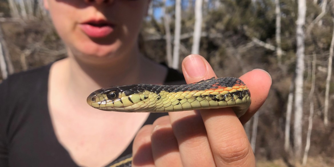Big Bertha, a red-sided garter snake, checks in with Johanna Stewart in the summer of 2024. Photo: Peter Lin