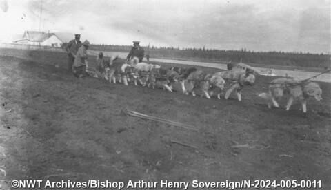 A dog team ploughs a field, possibly at the Hay River Mission, in the 1930s. Bishop Arthur Henry Sovereign/NWT Archives