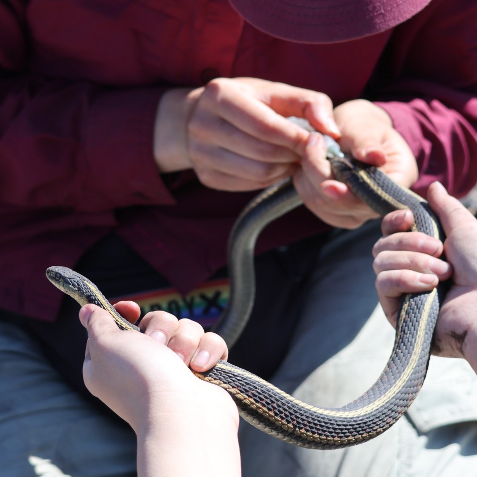 A snake is tagged with a transponder. Photo: Peter Lin