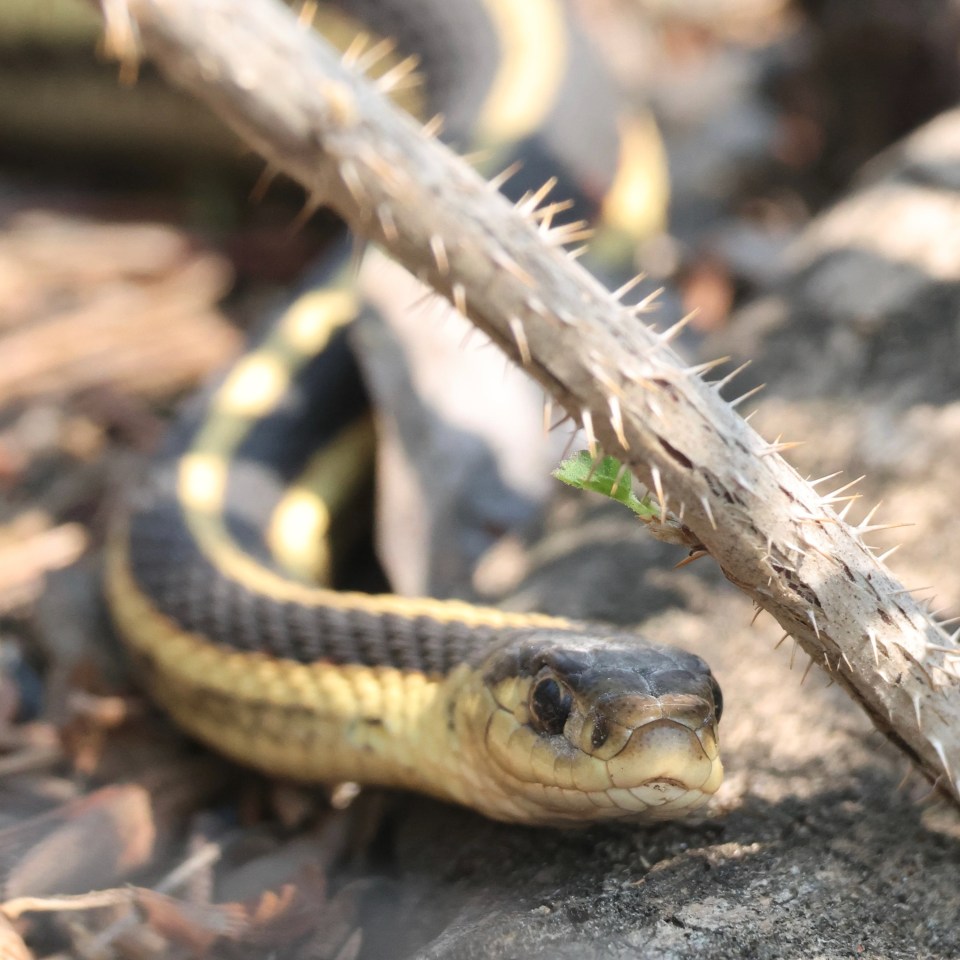 A red-sided garter snake. Photo: Peter Lin