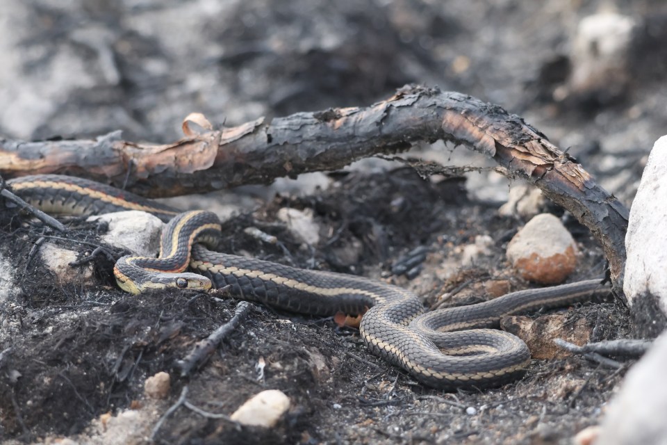 Red-sided garter snakes live in an area that was badly hit by the NWT's recent wildfires. Photo: Peter Lin