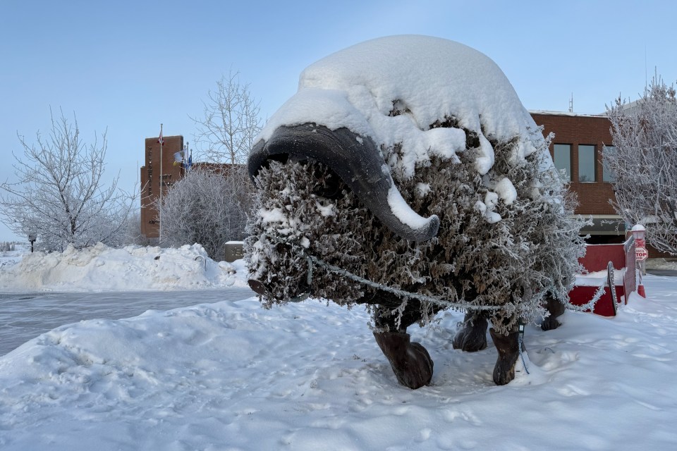 The muskox outside City Hall on January 22, 2025. Ollie Williams/Cabin Radio