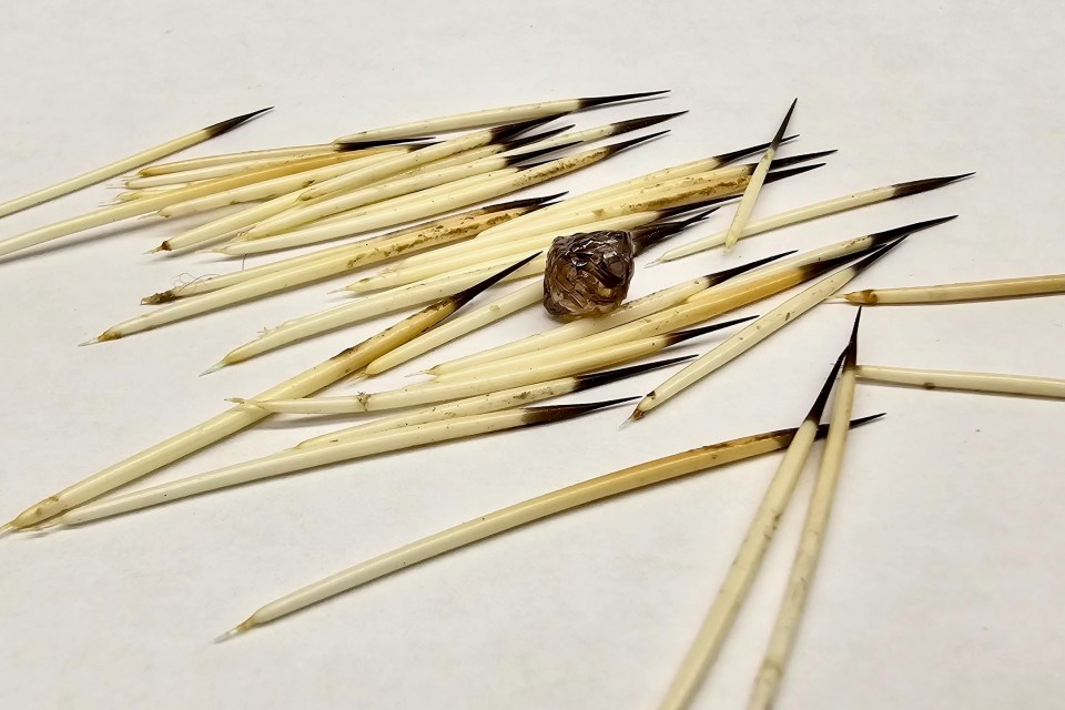 A rough diamond from Gahcho Kué is seen among quills. Photo: NIDC