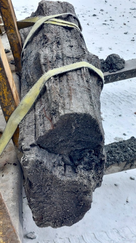 A piece of tree said by the Diavik diamond mine to be "approximately 50 million years old," excavated in February 2025. Photo: Rio Tinto