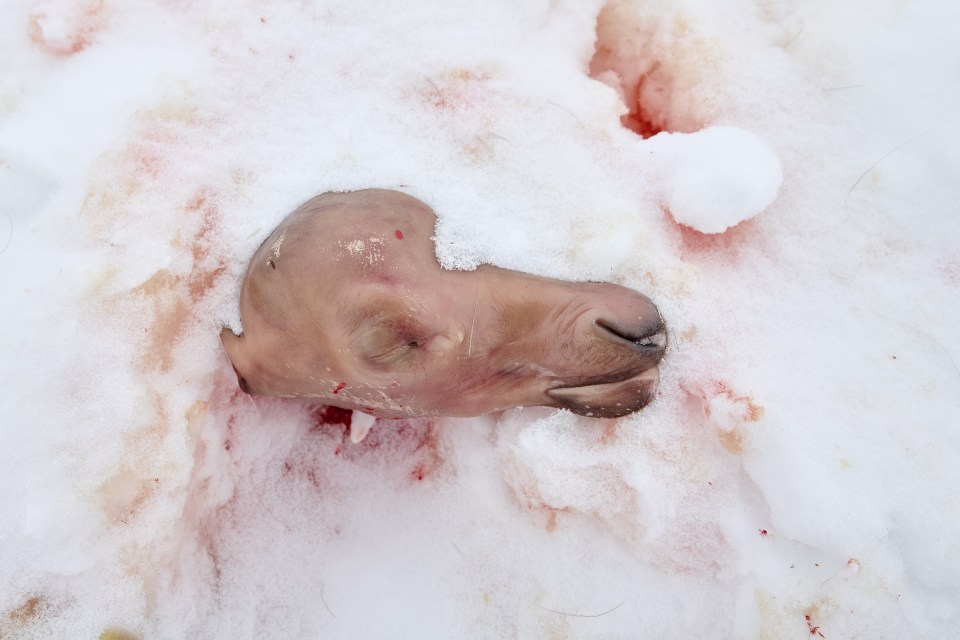 Stephen Fochuk said he took this photo showing a caribou fetus near the winter road earlier in March.