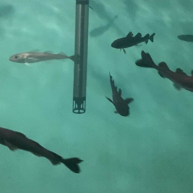 Arctic cod swim around a hydrophone in a tank. Photo: Shaye Ogurek
