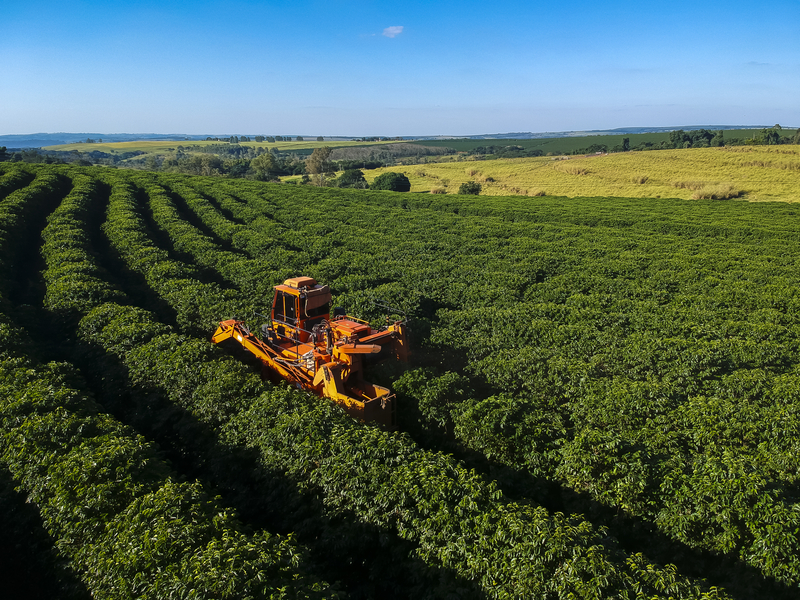 A Brazilian coffee farm. Alf Ribeiro/Dreamstime