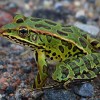 A Northern leopard frog. Photo: GNWT