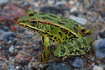A Northern leopard frog. Photo: GNWT