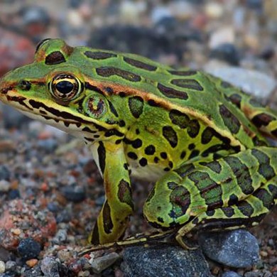 A Northern leopard frog. Photo: GNWT