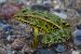 Northern leopard frog officially listed as endangered in NWT