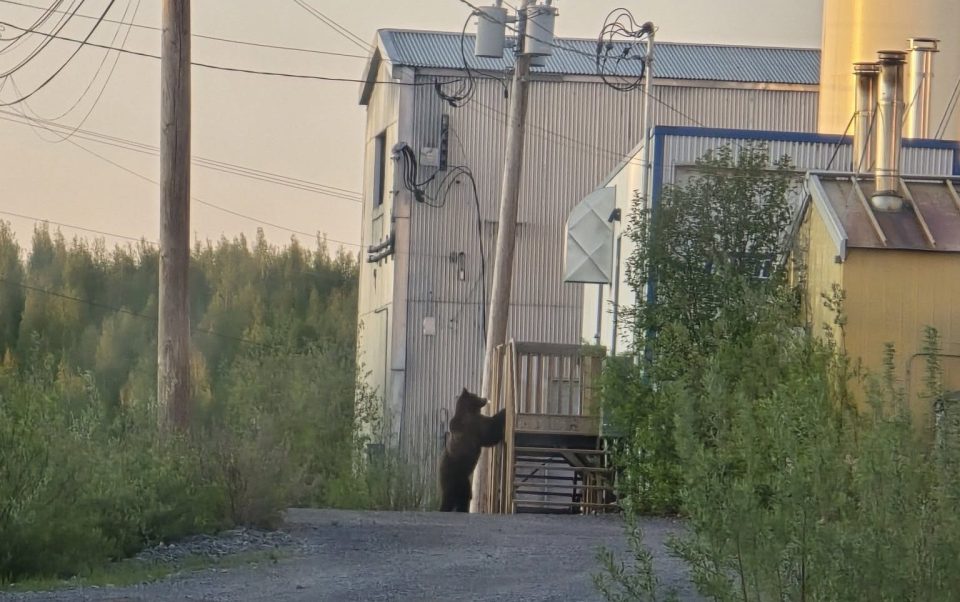 A bear spotted on the bypass road in Inuvik. Photo: Delaney Taylor