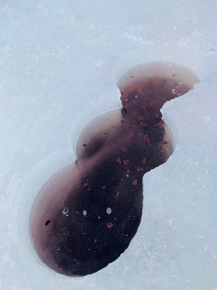 Algae bloom happening under the ice in April 2024 during sampling. Photo submitted by Daniela Klicper