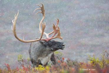 Barren-ground caribou. Photo: Donald M Jones Photography