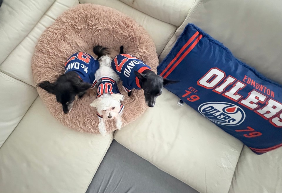 "Here are Coco, Winnie, and Smudge after our huge win in Game 1. They love dressing up in Oilers gear and watching the games with us, says Christine Lee.