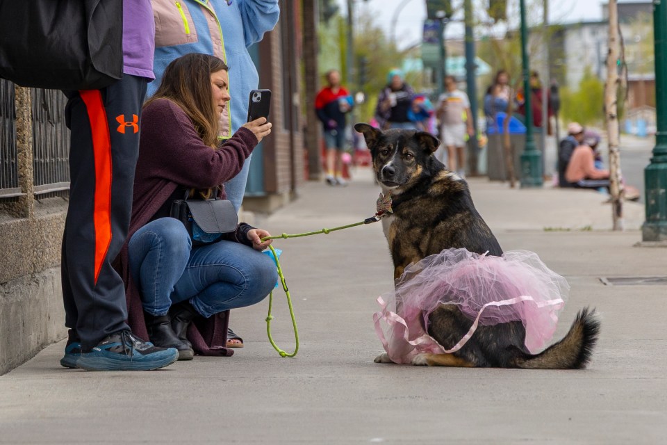 Urie the dog takes a moment to update fans on social. Ollie Williams/Cabin Radio