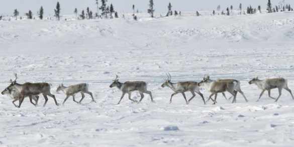 Animals from the Qamanirjuaq barren-ground caribou herd on the Nunavut tundra. John E Marriott/WWF-Canada