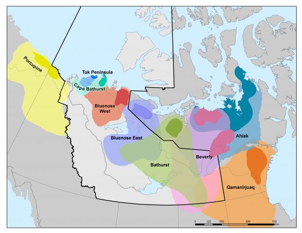 A GNWT graphic shows the estimated ranges of various northern caribou herds.