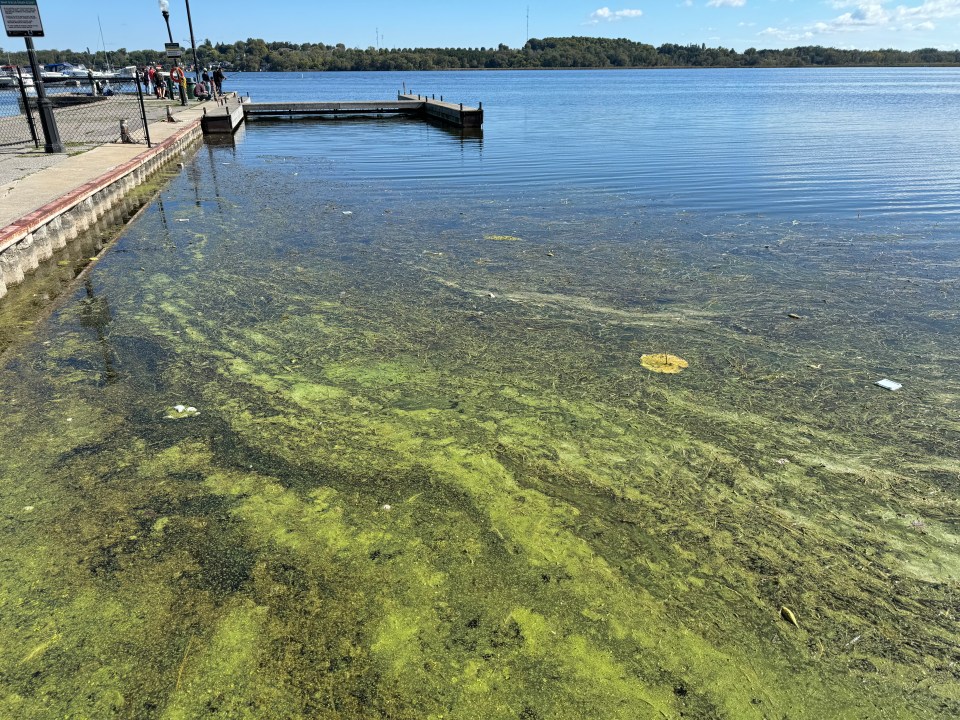Neon green cyanobacteria sits on top of the water so thick it could be mistaken for the ground. It streaks across beside a pier on the left of the shot.