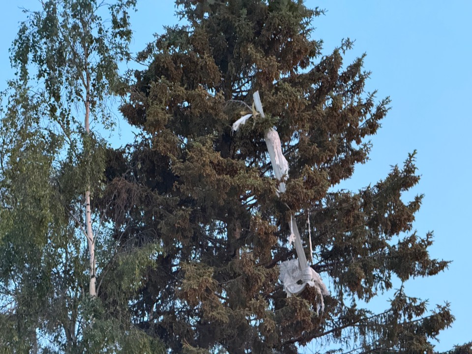 Debris in a nearby tree. Ollie Williams/Cabin Radio