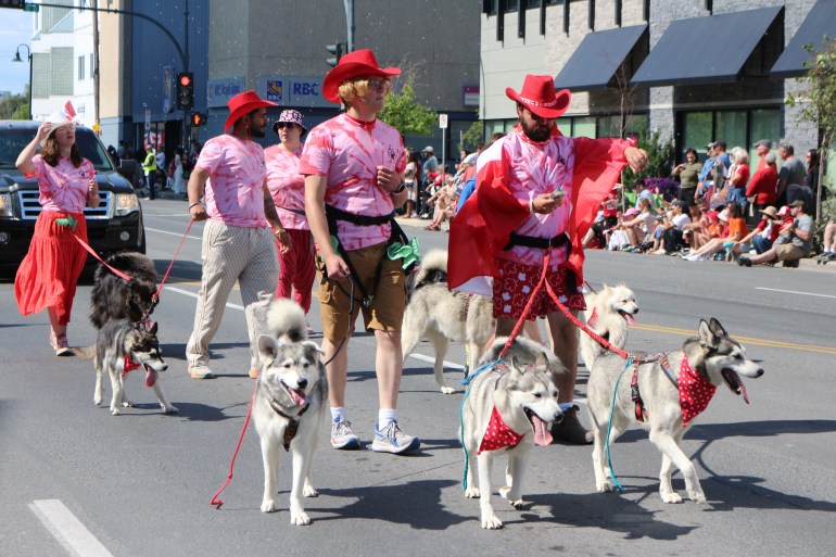 Huskies take part in the 2025 Yellowknife Canada Day parade. Serra Hamilton/Cabin Radio