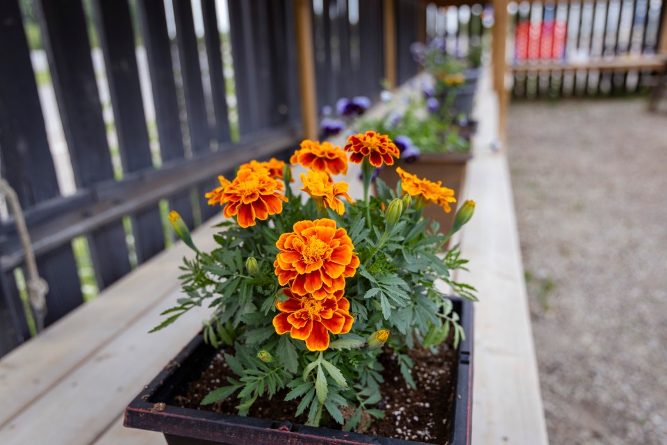 Flowers grown at the Hay River Youth Centre. Ollie Williams/Cabin Radio
