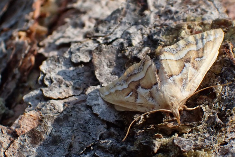 A moth in July 2024. Photo: Emily McInnis