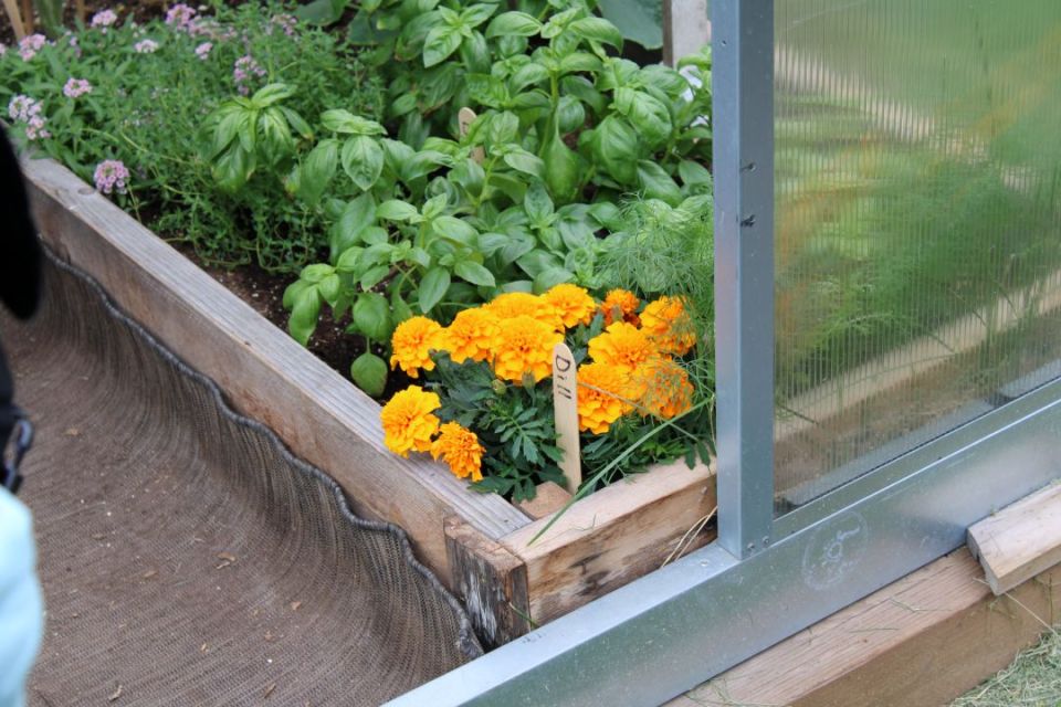 Flowers in the greenhouse, used to attract bees. - Sara Verheul/Cabin Radio