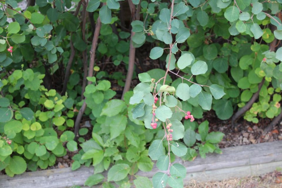 Saskatoon berries on the tree - Sara Verheul/Cabin Radio