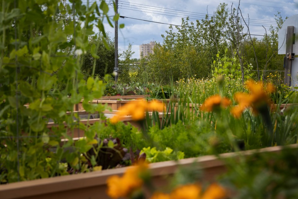 Hay River's community garden. Ollie Williams/Cabin Radio