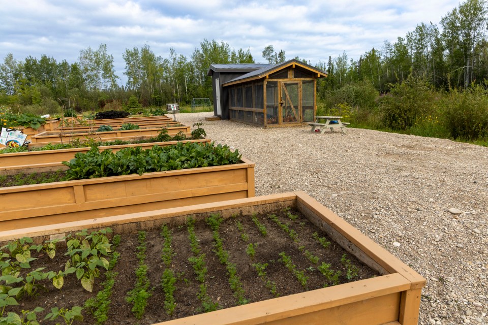 Hay River's community garden. Ollie Williams/Cabin Radio