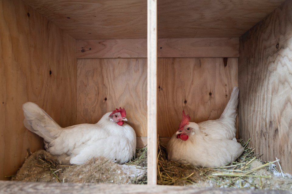 Chickens inside the Hay River community garden coop. Ollie Williams/Cabin Radio