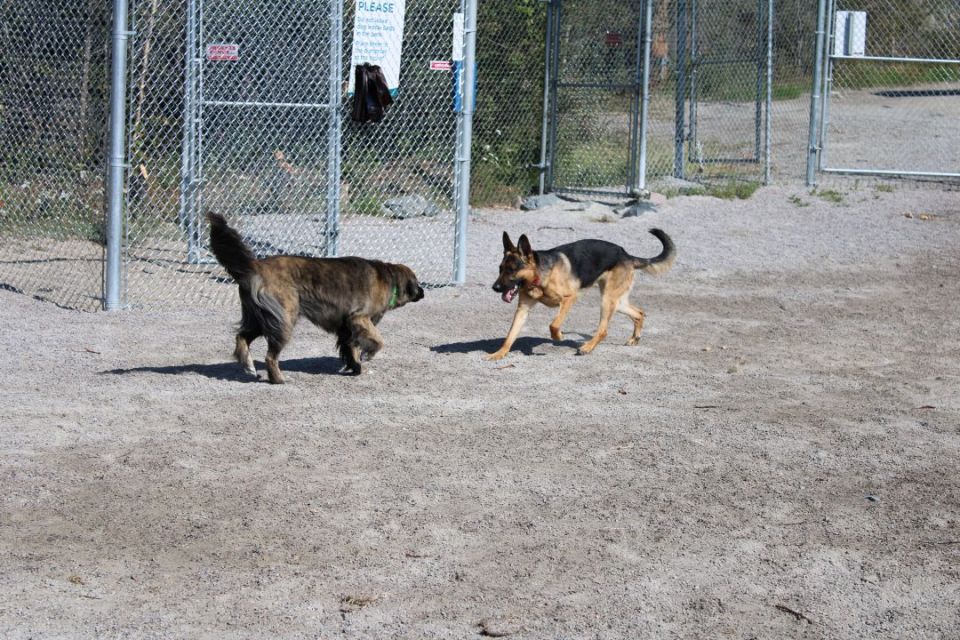 Maggie, left, and Ranger, right, playing at the dog park. Sara Verheul/Cabin Radio