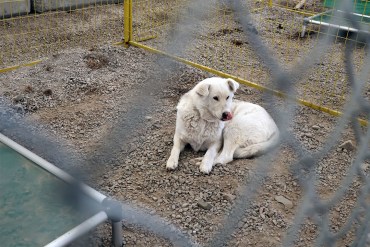 A dog from Whatì at Yellowknife's Qimmiq kennels. Miriam Bosiljevac/Cabin Radio