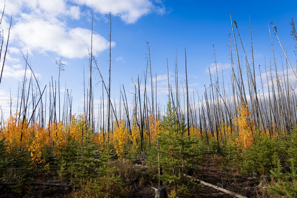 New growth in a burn area next to Highway 3. Ollie Williams/Cabin Radio