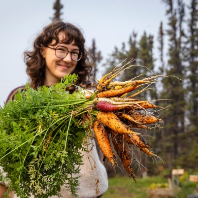 Laughing Lichen reported a bumper carrot harvest for 2025. Ollie Williams/Cabin Radio